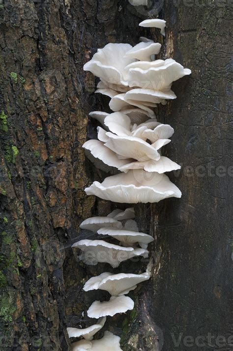 Indian Oyster Pleurotus Pulmonarius Italian Oyster Phoenix Mushroom