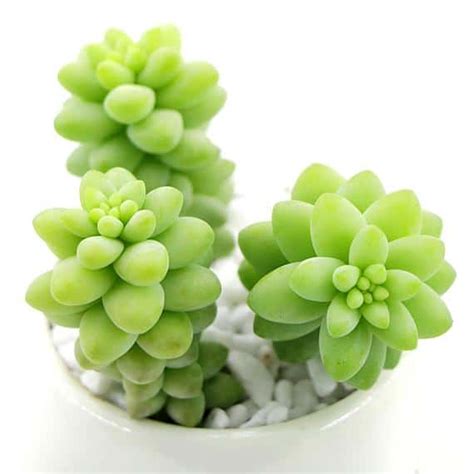 11 Pet Safe Succulents (With Pictures)- Succulents Network