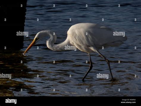 Eastern Great Egret Ardea Modesta Ardeidae One Of Australias Most