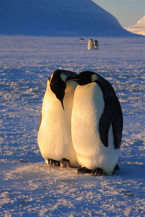 Emperor Penguins Mating