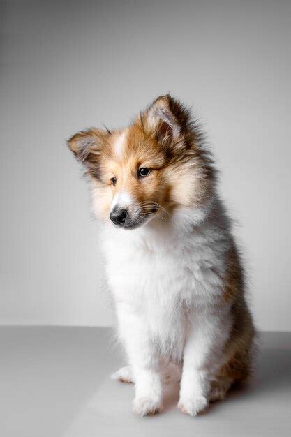 Perro Pastor De Shetland Sentado Contra El Fondo Blanco Foto Premium