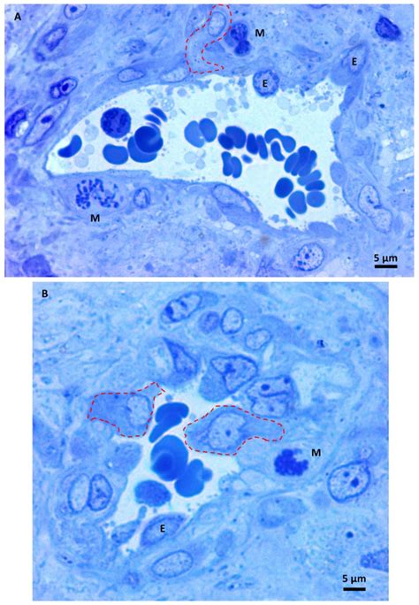 methylene blue stain  oz bottle  microscopy histology