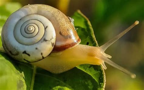 Funny Names For Snails Quirky And Clever Ideas