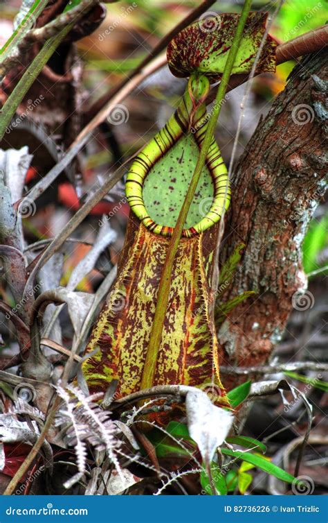 Planta De Jarra En Selva Tropical Foto De Archivo Imagen De Peligroso