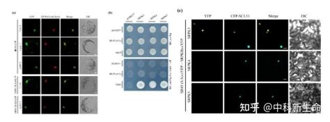 项目文章new Phytologist （if 94） 山东师范大学利用tmt磷酸化蛋白组学探究拟南芥开花机制 知乎