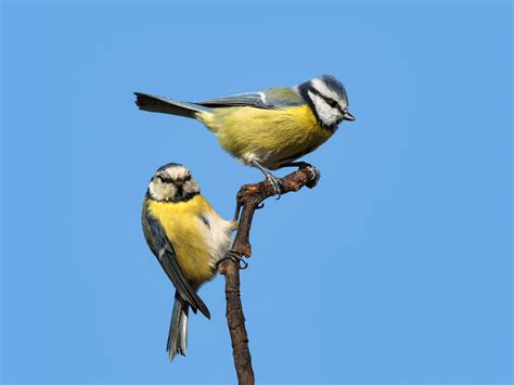 Zwei Entspannte Blaumeisen Foto And Bild Tiere Wildlife Wild Lebende Vögel Bilder Auf