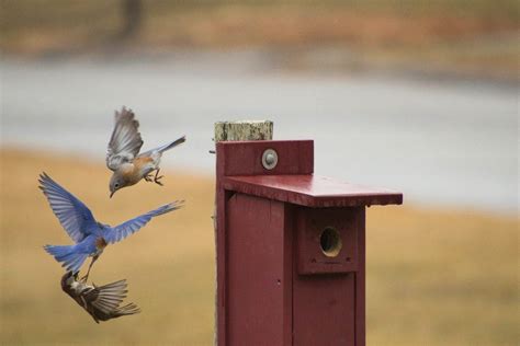 Keep House Sparrow Nests Out Of Bluebird Boxes Birds And Blooms