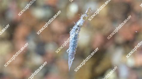 Midge Larvae Underwater Stock Video Clip K Science Photo