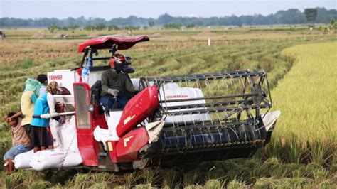 Jelang Panen Padi Petani Diminta Waspadai Bakteri Leptospira