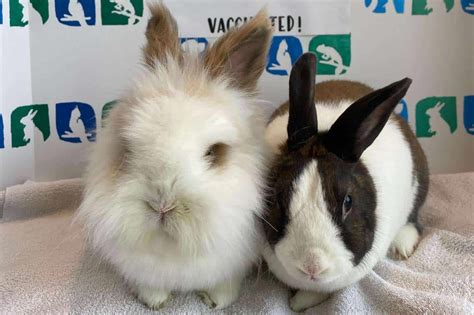 Rabbit Hemorrhagic Disease Symptoms Causes Treatment Prevention