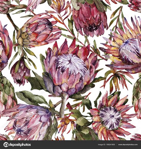 Seamless Pattern With Watercolor Protea Stock Photo By Olyaanikeeva