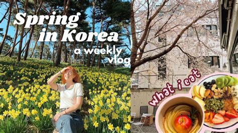 A Week Of My Life In Seoul Korea Vlog 💛 Korean Drivers License