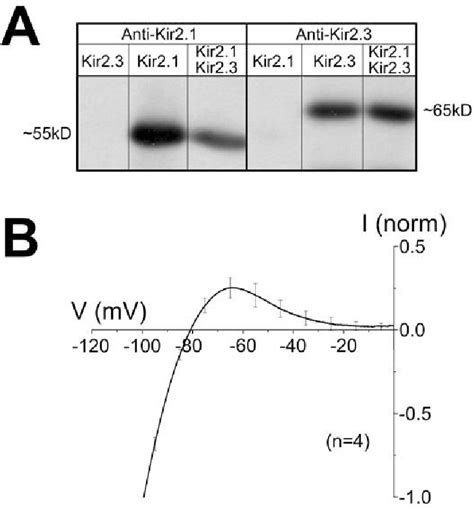 Figure From Kir Isoform Confers Ph Sensitivity To Heteromeric Kir