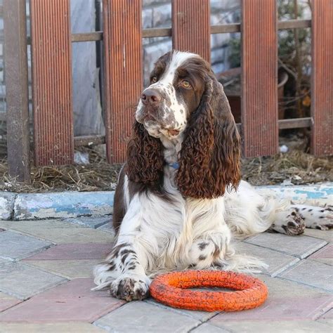 17 Facts About Raising And Training English Springer Spaniels Page 6