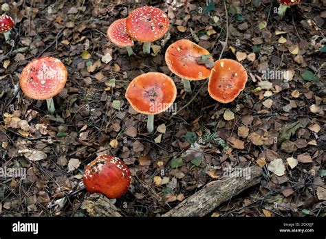 Red fungi with white spots hi-res stock photography and images - Alamy