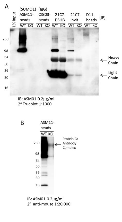 Signal Seeker Sumoylation Enrichment Kit Immunoprecipitation Format