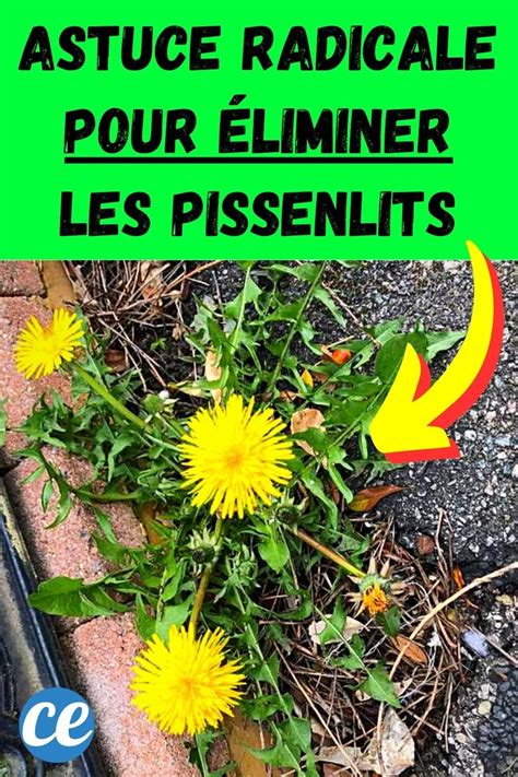 Pissenlits L Astuce Puissante Et Naturelle Pour S En D Barrasser