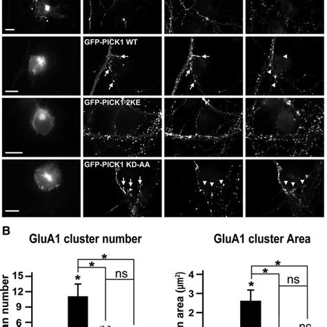 GluA2 Clusters Induced By PICK1 Are Localized At New Synapses GluA2