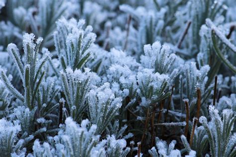 Fotos Gratis Rbol Naturaleza Bosque Rama Nieve Fr O Invierno