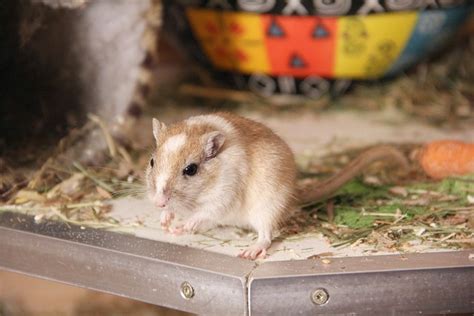 Why Do Gerbils HIDE Their Food? (It's Super Interesting!)