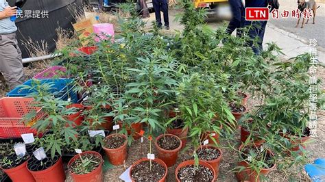 用香蕉園掩護種大麻 高雄警查獲市值3千萬大麻民眾提供─影片 Dailymotion