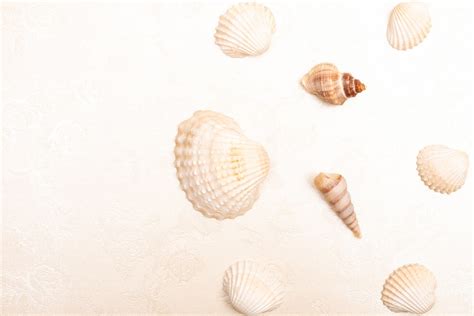 Hintergrund Muscheln Sommer Kostenloses Foto Auf Pixabay