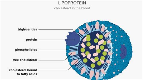 Lipoprotein L G Vai Tr C A Lipoprotein V I Tim M Ch