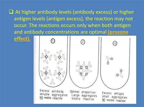 PPT - ANTIGEN ANTIBODY REACTIONS PowerPoint Presentation - ID:3882512