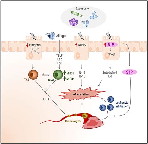 Frontiers The Role Of Sphingolipids In Allergic Disorders