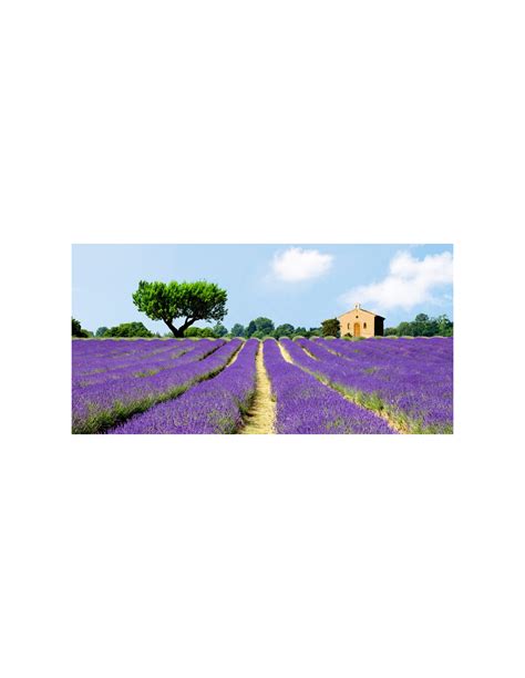 Lavender Fields, France