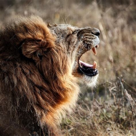 Premium Photo | Lion roar roaring lion close up of a lion roaring