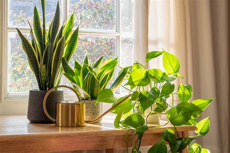 9 Ways To Keep Your House Plants Alive This Winter - Décor Aid