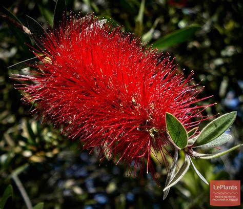 Каллистемон (Callistemon) — описание, выращивание, фото | на LePlants.ru