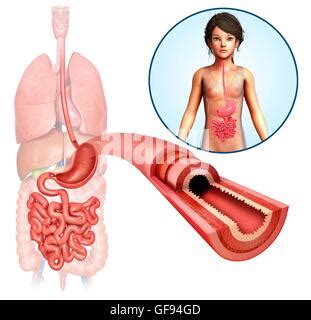 Illustration Of Small Intestine Cross Section Stock Photo Alamy