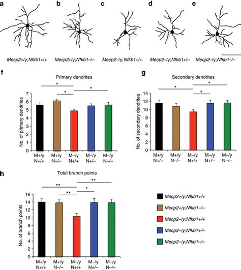 Reducing Nf B Signalling Improves Reduced Dendritic Complexity Of