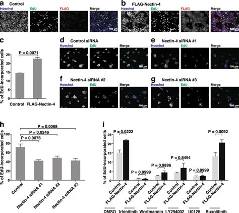 Enhancement Of Dna Synthesis By Nectin Through The Erbb Mediated