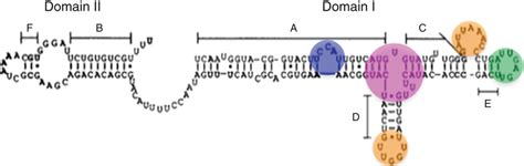 secondary structure   prna showing structured domains   ii