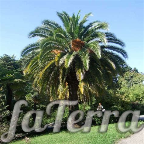 Финик Канарский фото, размножение и уход в домашних условиях | faterra.com