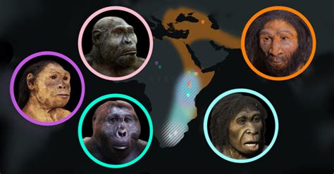 Animated History Of Hominin Evolution AMNH