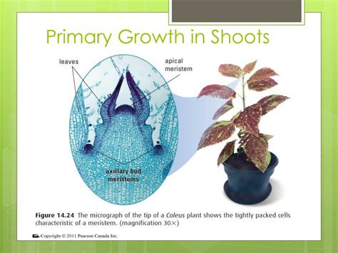 Ppt Primary And Secondary Growth In Plants Powerpoint Presentation