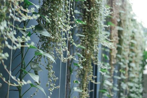 Planta Que Cresce Verticalmente No Jardim Vertical Vegetal Plantado Na