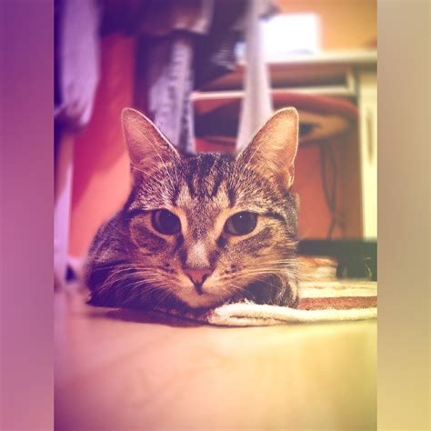 My Cat, Daisy #2 by mentaleweness on DeviantArt