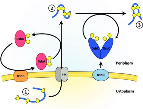 The Disulfide Bond Forming Pathways In The Periplasm Of E Coli A