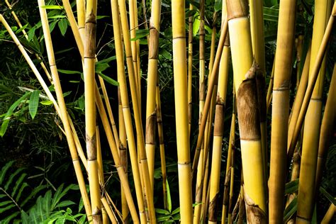 Types Of Clumping Bamboo Au