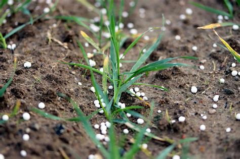 Phosphorus Basics Understanding Phosphorus Forms And Their Cycling In