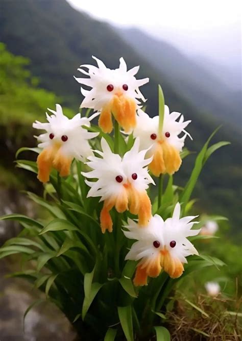 Amazing Plants Cat S Eye Dazzle In 2024 Unusual Flowers Flower Seeds Summer Flowers Garden