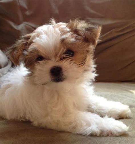 17 Best images about MI KI puppies on Pinterest | Indoor dog potty, Diy ...