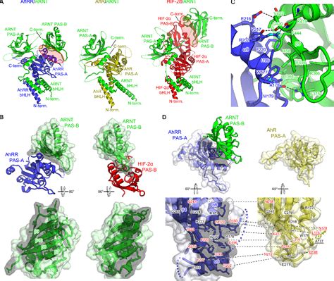 Figure From The Crystal Structure Of The Ahrrarnt Heterodimer