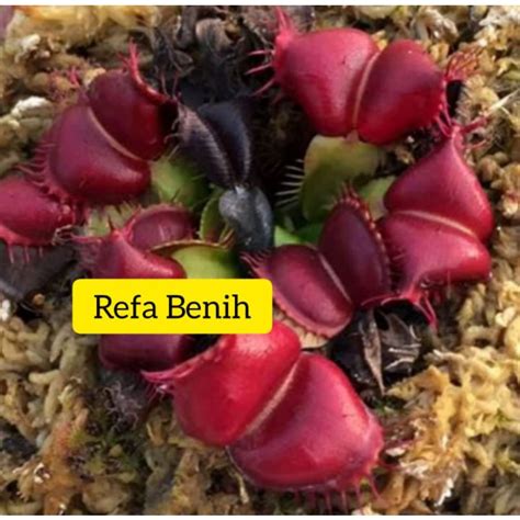 Jual Biji Benih Tanaman Venus Flytrap Tintan Langkah Tanaman