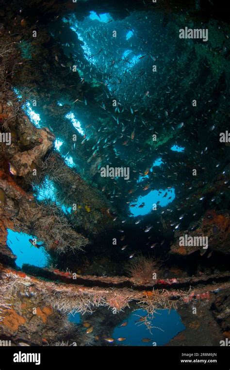 Fish Inside Interior Of Wreck Liberty Wreck Dive Site Tulamben